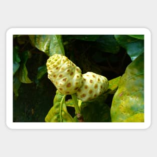 Noni Fruit on a Tree Sticker